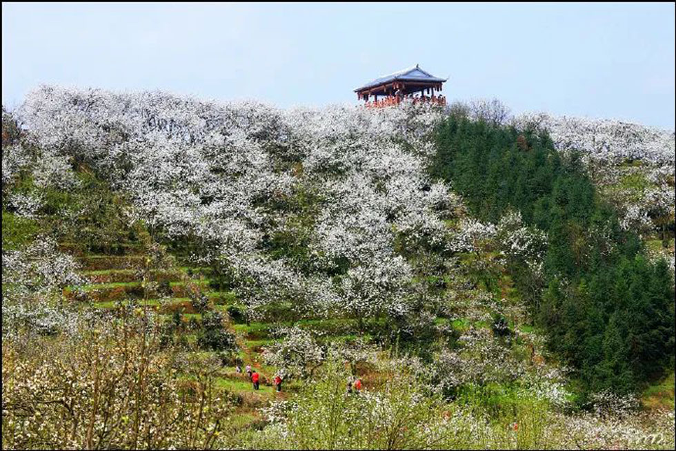 【春天，广西桂林灌阳县向您发出邀请！】我们在灌阳看梨花 - 游山玩水 - 通辽生活社区 - 通辽28生活网 tongliao.28life.net