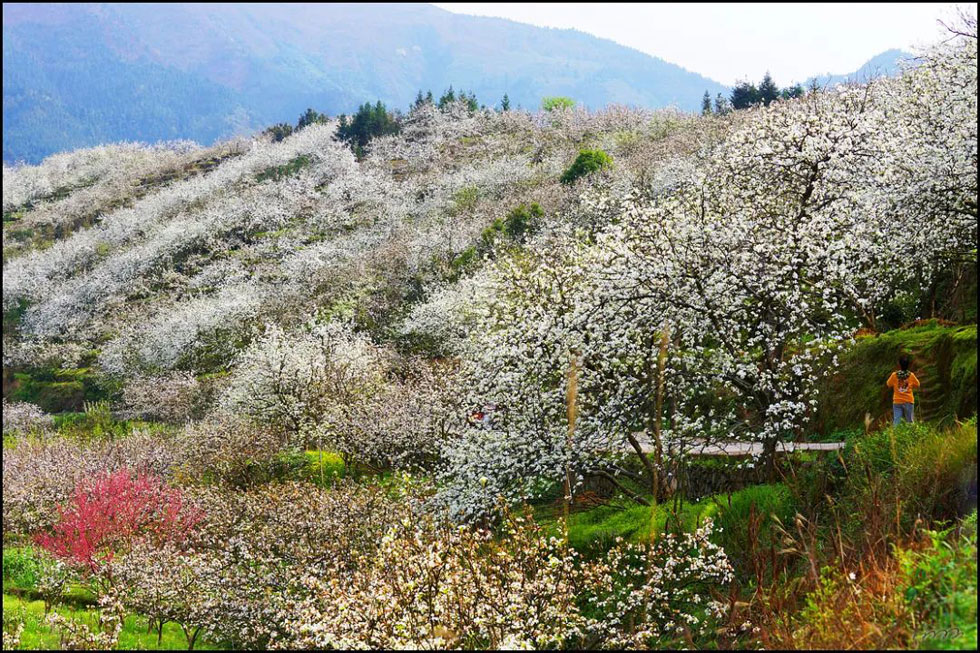 【春天，广西桂林灌阳县向您发出邀请！】我们在灌阳看梨花 - 游山玩水 - 通辽生活社区 - 通辽28生活网 tongliao.28life.net
