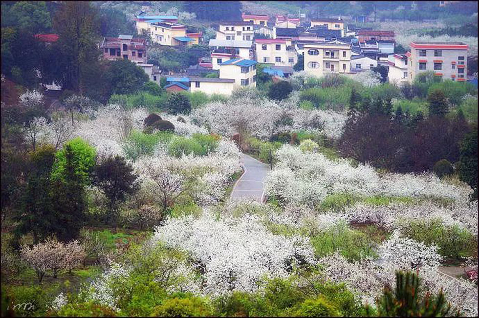 【春天，广西桂林灌阳县向您发出邀请！】我们在灌阳看梨花 - 游山玩水 - 通辽生活社区 - 通辽28生活网 tongliao.28life.net
