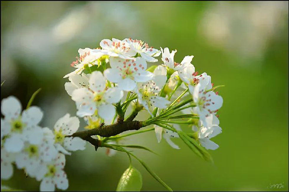 【春天，广西桂林灌阳县向您发出邀请！】我们在灌阳看梨花 - 游山玩水 - 通辽生活社区 - 通辽28生活网 tongliao.28life.net