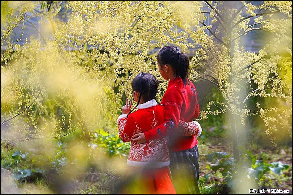 【春天，广西桂林灌阳县向您发出邀请！】米珠山前有片山苍子花在飘香 - 游山玩水 - 通辽生活社区 - 通辽28生活网 tongliao.28life.net