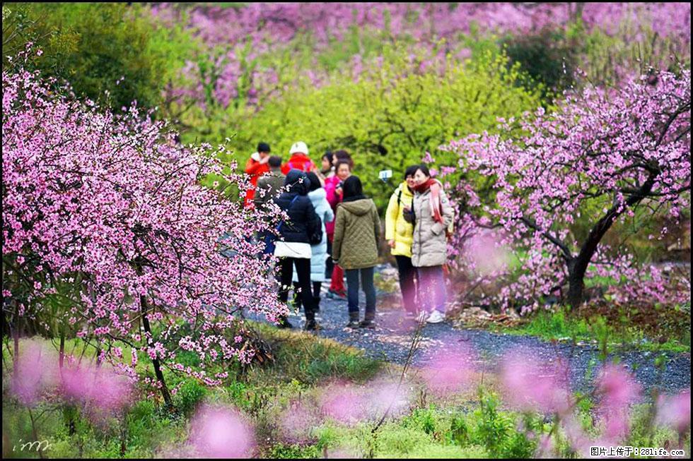 【春天，广西桂林灌阳县向您发出邀请！】官庄村有个醉美的桃花园 - 游山玩水 - 通辽生活社区 - 通辽28生活网 tongliao.28life.net