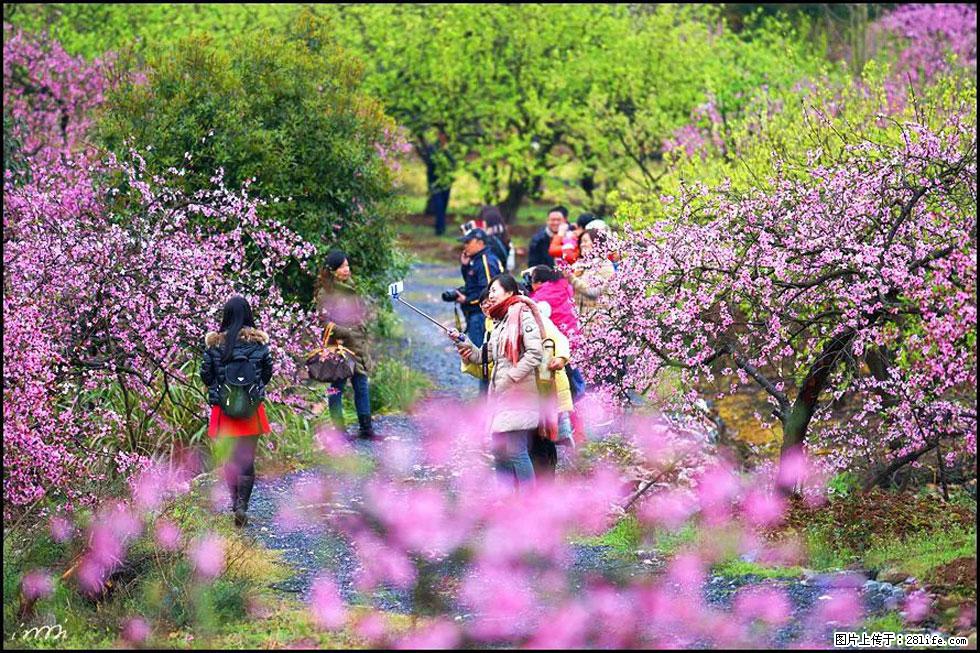 【春天，广西桂林灌阳县向您发出邀请！】官庄村有个醉美的桃花园 - 游山玩水 - 通辽生活社区 - 通辽28生活网 tongliao.28life.net