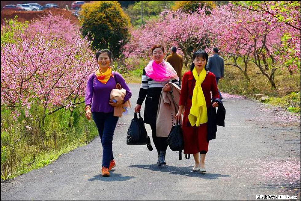 【春天，广西桂林灌阳县向您发出邀请！】官庄村有个醉美的桃花园 - 游山玩水 - 通辽生活社区 - 通辽28生活网 tongliao.28life.net