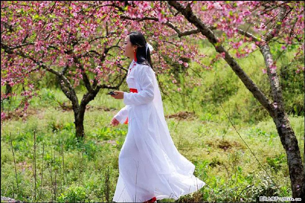 【春天，广西桂林灌阳县向您发出邀请！】官庄村有个醉美的桃花园 - 游山玩水 - 通辽生活社区 - 通辽28生活网 tongliao.28life.net