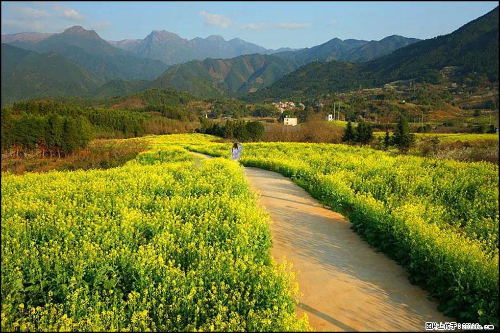 【春天，广西桂林灌阳县向您发出邀请！】长坪村油菜盛情花开 - 游山玩水 - 通辽生活社区 - 通辽28生活网 tongliao.28life.net