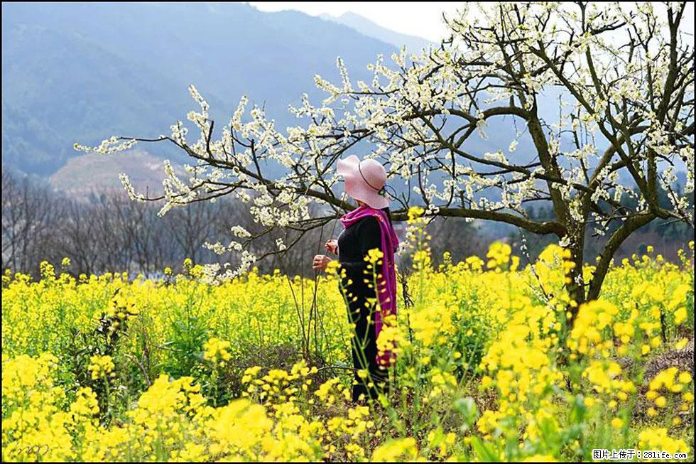 【春天，广西桂林灌阳县向您发出邀请！】长坪村油菜盛情花开 - 游山玩水 - 通辽生活社区 - 通辽28生活网 tongliao.28life.net