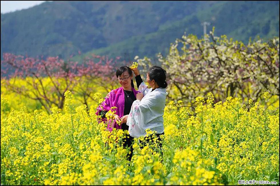 【春天，广西桂林灌阳县向您发出邀请！】长坪村油菜盛情花开 - 游山玩水 - 通辽生活社区 - 通辽28生活网 tongliao.28life.net