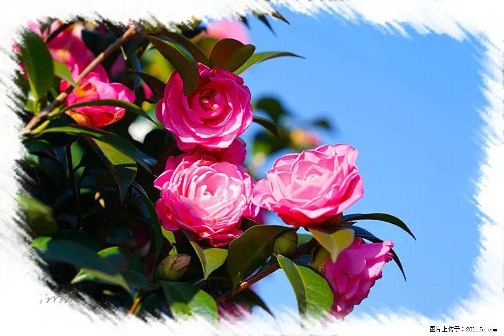 【春天，广西桂林灌阳县向您发出邀请！】杨柳井茶花惹人爱 - 游山玩水 - 通辽生活社区 - 通辽28生活网 tongliao.28life.net