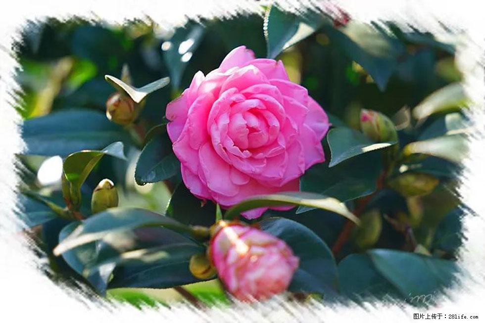 【春天，广西桂林灌阳县向您发出邀请！】杨柳井茶花惹人爱 - 游山玩水 - 通辽生活社区 - 通辽28生活网 tongliao.28life.net