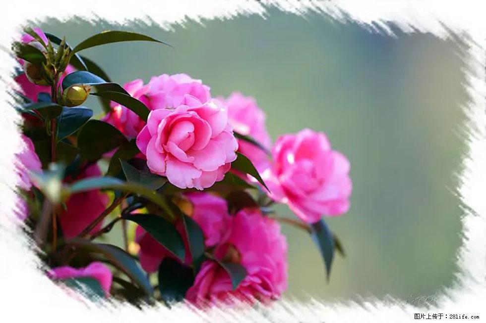 【春天，广西桂林灌阳县向您发出邀请！】杨柳井茶花惹人爱 - 游山玩水 - 通辽生活社区 - 通辽28生活网 tongliao.28life.net