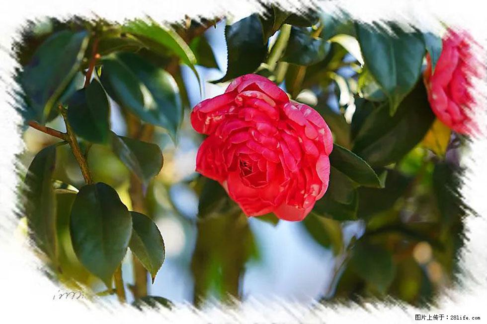 【春天，广西桂林灌阳县向您发出邀请！】杨柳井茶花惹人爱 - 游山玩水 - 通辽生活社区 - 通辽28生活网 tongliao.28life.net