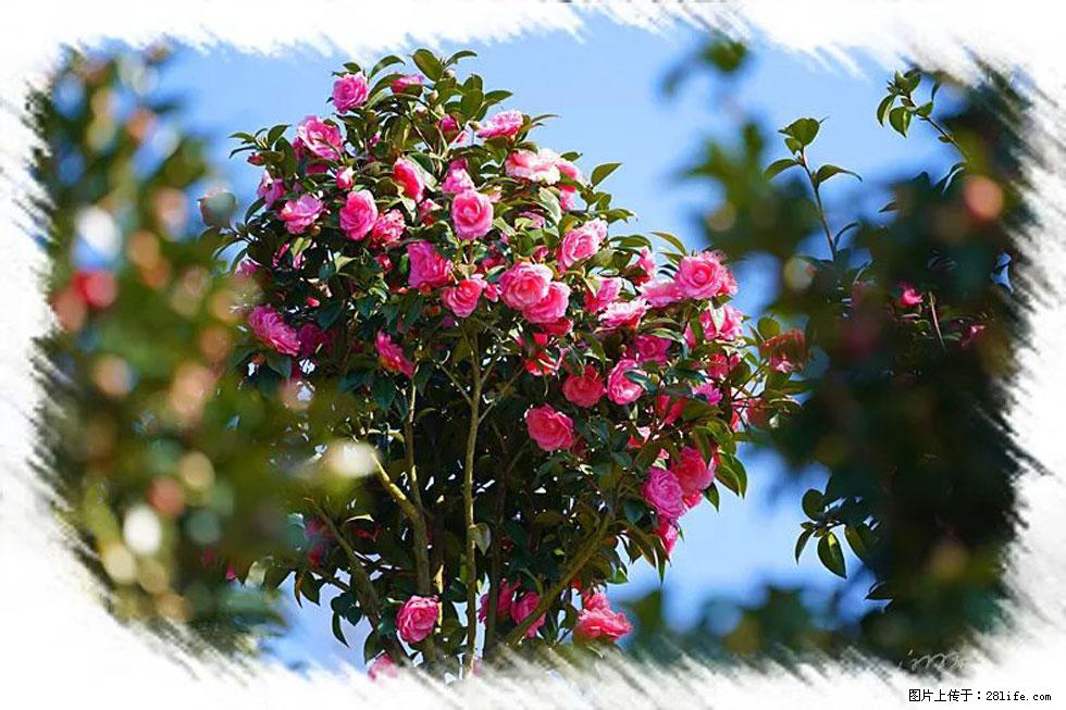 【春天，广西桂林灌阳县向您发出邀请！】杨柳井茶花惹人爱 - 游山玩水 - 通辽生活社区 - 通辽28生活网 tongliao.28life.net