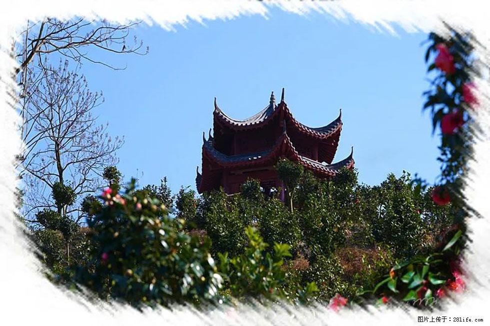 【春天，广西桂林灌阳县向您发出邀请！】杨柳井茶花惹人爱 - 游山玩水 - 通辽生活社区 - 通辽28生活网 tongliao.28life.net