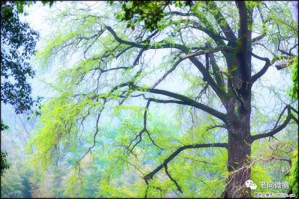 【春天，广西桂林灌阳县向您发出邀请！】在小龙村与春天约会 - 游山玩水 - 通辽生活社区 - 通辽28生活网 tongliao.28life.net