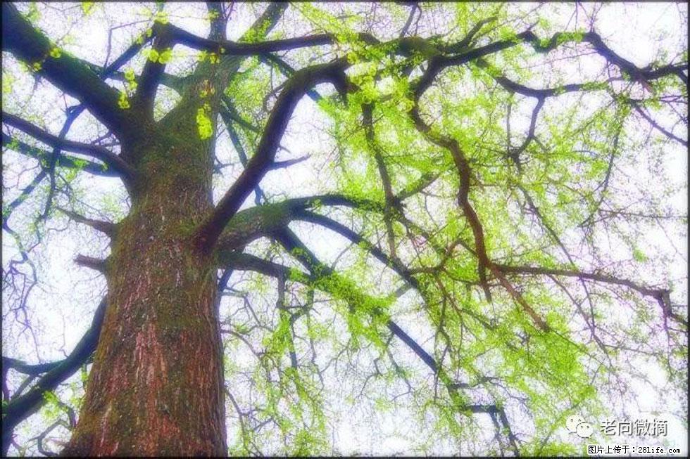 【春天，广西桂林灌阳县向您发出邀请！】在小龙村与春天约会 - 游山玩水 - 通辽生活社区 - 通辽28生活网 tongliao.28life.net
