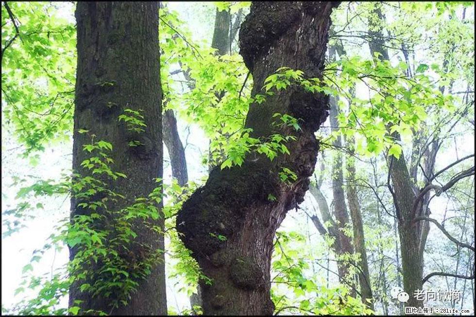 【春天，广西桂林灌阳县向您发出邀请！】在小龙村与春天约会 - 游山玩水 - 通辽生活社区 - 通辽28生活网 tongliao.28life.net