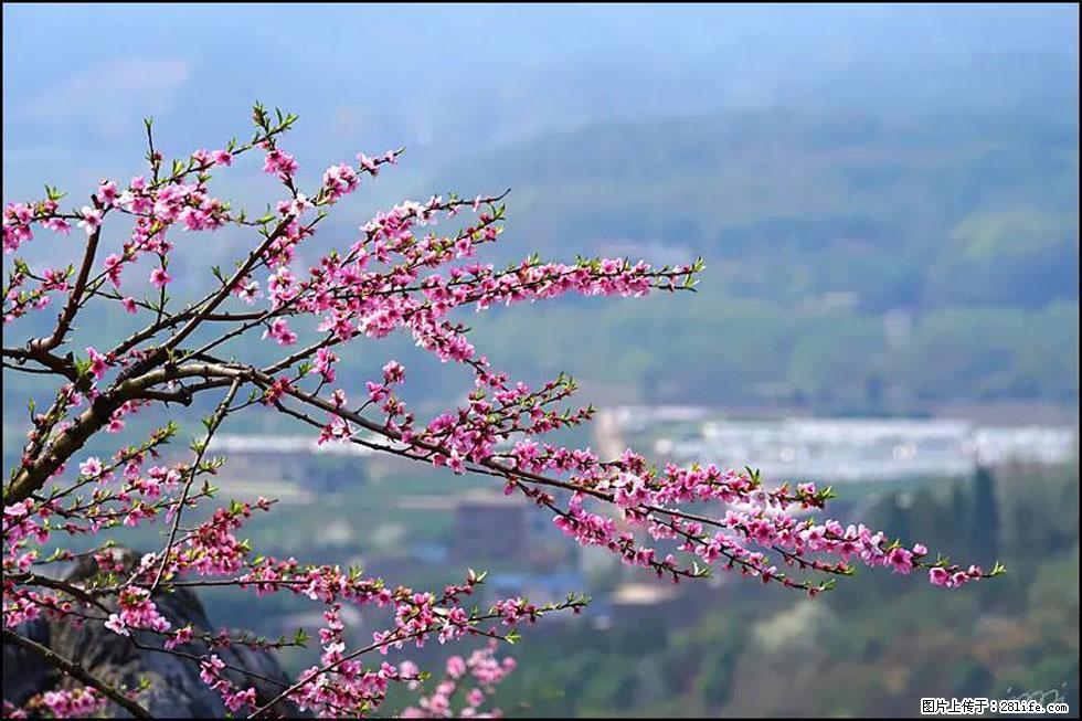 【春天，广西桂林灌阳县向您发出邀请！】望月岭上桃花开 - 游山玩水 - 通辽生活社区 - 通辽28生活网 tongliao.28life.net