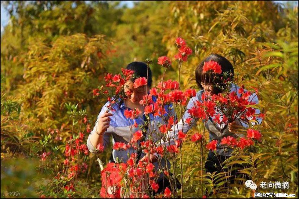 【春天，广西桂林灌阳县向您发出邀请！】登麒麟山，相约映山红 - 游山玩水 - 通辽生活社区 - 通辽28生活网 tongliao.28life.net
