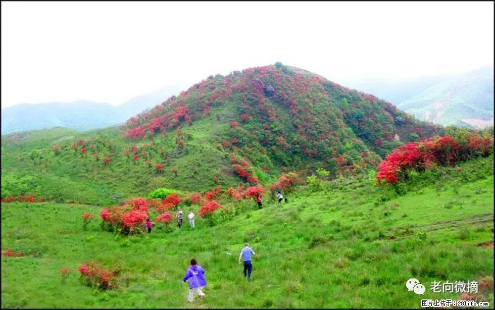 【春天，广西桂林灌阳县向您发出邀请！】宝盖山上映山红 - 游山玩水 - 通辽生活社区 - 通辽28生活网 tongliao.28life.net
