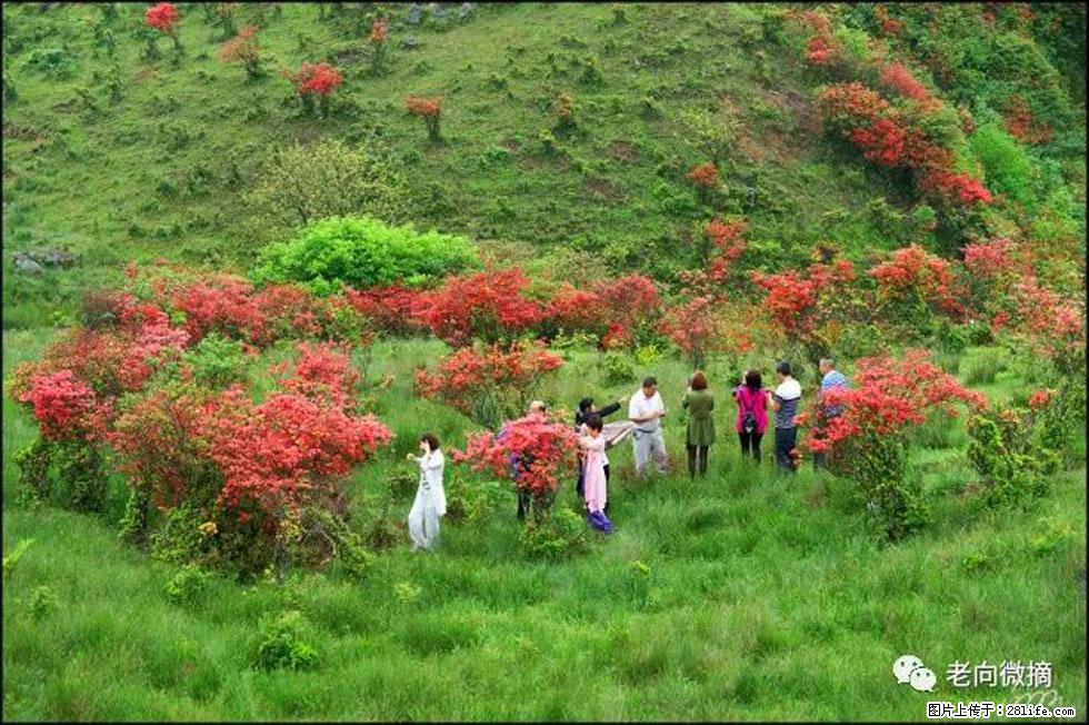 【春天，广西桂林灌阳县向您发出邀请！】宝盖山上映山红 - 游山玩水 - 通辽生活社区 - 通辽28生活网 tongliao.28life.net