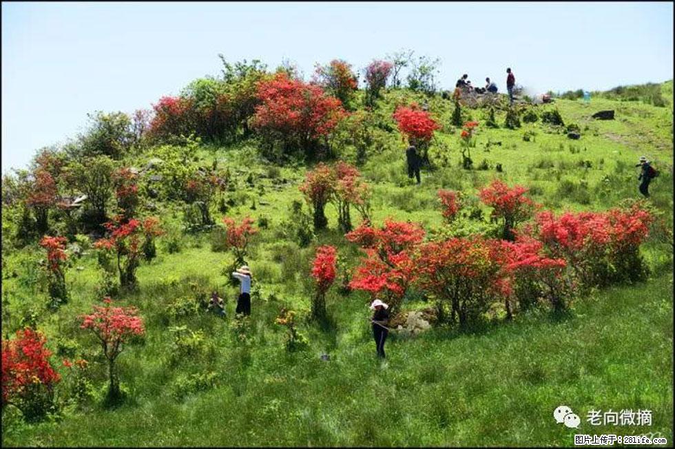 【春天，广西桂林灌阳县向您发出邀请！】宝盖山上映山红 - 游山玩水 - 通辽生活社区 - 通辽28生活网 tongliao.28life.net