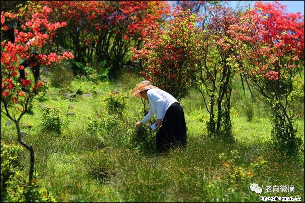 【春天，广西桂林灌阳县向您发出邀请！】宝盖山上映山红 - 游山玩水 - 通辽生活社区 - 通辽28生活网 tongliao.28life.net