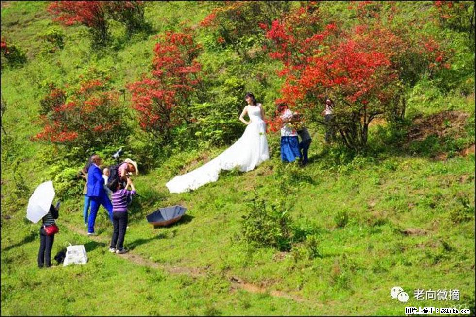【春天，广西桂林灌阳县向您发出邀请！】宝盖山上映山红 - 游山玩水 - 通辽生活社区 - 通辽28生活网 tongliao.28life.net
