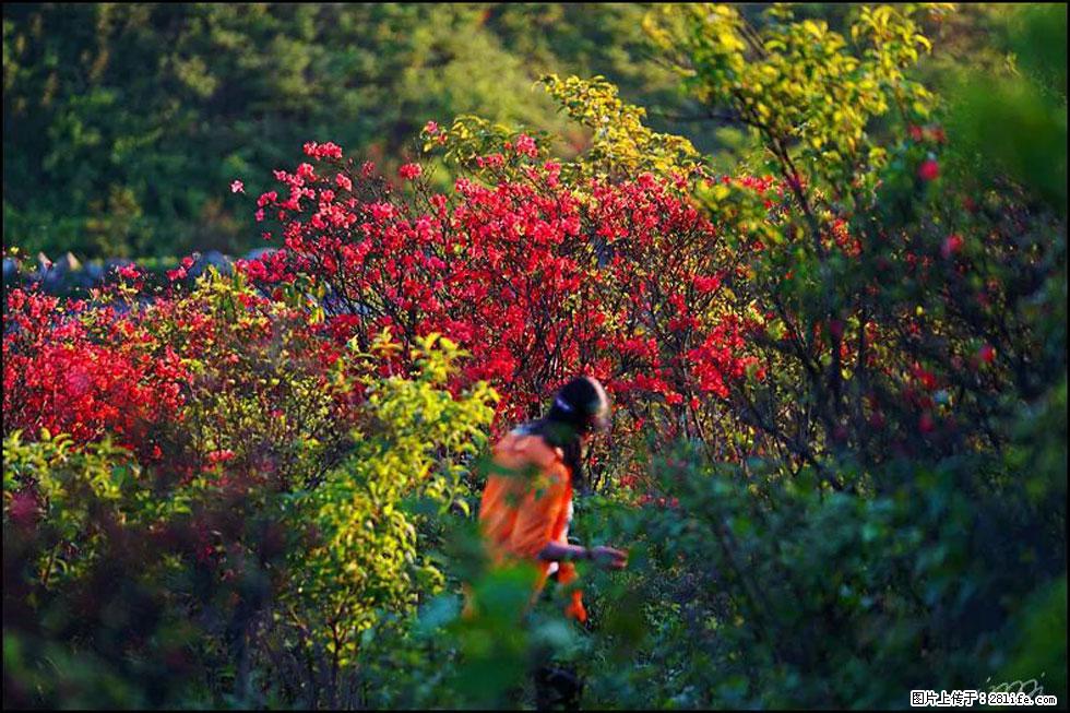 【春天，广西桂林灌阳县向您发出邀请！】春木界上映山红 - 游山玩水 - 通辽生活社区 - 通辽28生活网 tongliao.28life.net