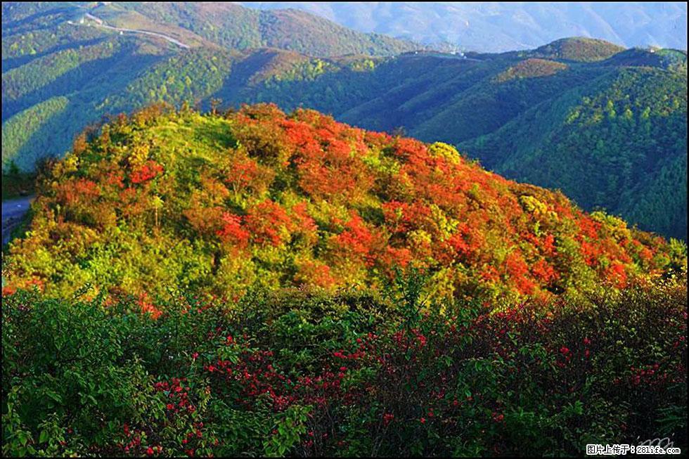 【春天，广西桂林灌阳县向您发出邀请！】春木界上映山红 - 游山玩水 - 通辽生活社区 - 通辽28生活网 tongliao.28life.net