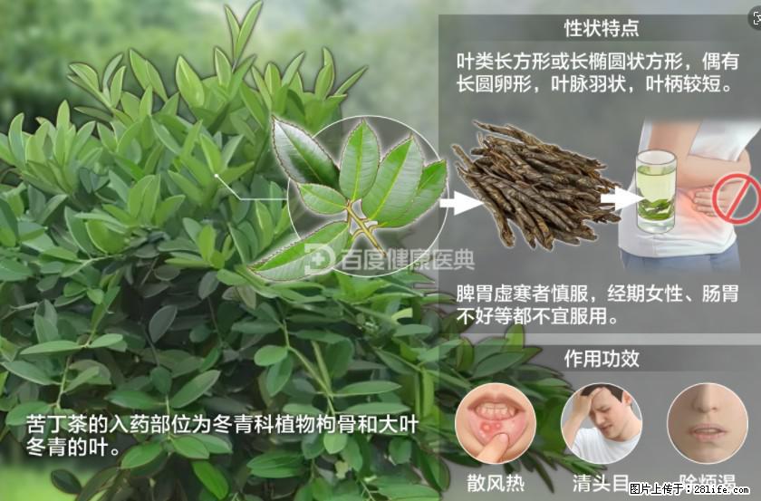 苦丁茶有哪些功效和作用 - 生活百科 - 通辽生活社区 - 通辽28生活网 tongliao.28life.net