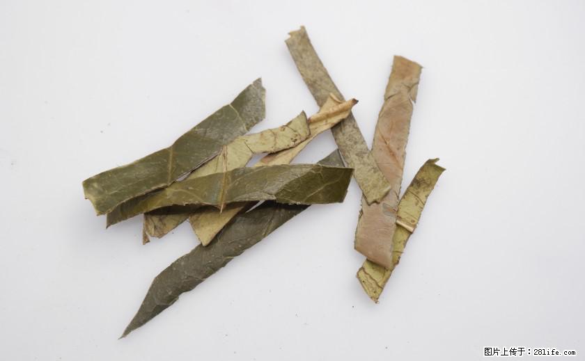 苦丁茶有哪些功效和作用 - 生活百科 - 通辽生活社区 - 通辽28生活网 tongliao.28life.net