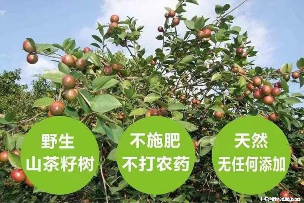 【灌阳县油茶产业示范区】一个有着充实的精神生活的人，对待身外之物自会有一种淡泊的态度 - 土特产 - 饮食特产 - 通辽分类信息 - 通辽28生活网 tongliao.28life.net