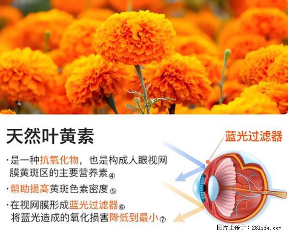 叶黄素有什么功效和作用 - 生活百科 - 通辽生活社区 - 通辽28生活网 tongliao.28life.net