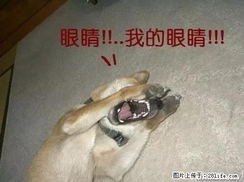 笑癫了！一女的怀孕三年未生，他终于忍不住了... - 娱乐八卦 - 通辽生活社区 - 通辽28生活网 tongliao.28life.net