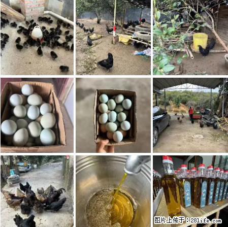 油茶园从小鸡仔开始养起的纯土鸡、土鸡蛋可以预定啦！还有前几天刚榨的纯山茶油哦 - 美食天地 - 通辽生活社区 - 通辽28生活网 tongliao.28life.net