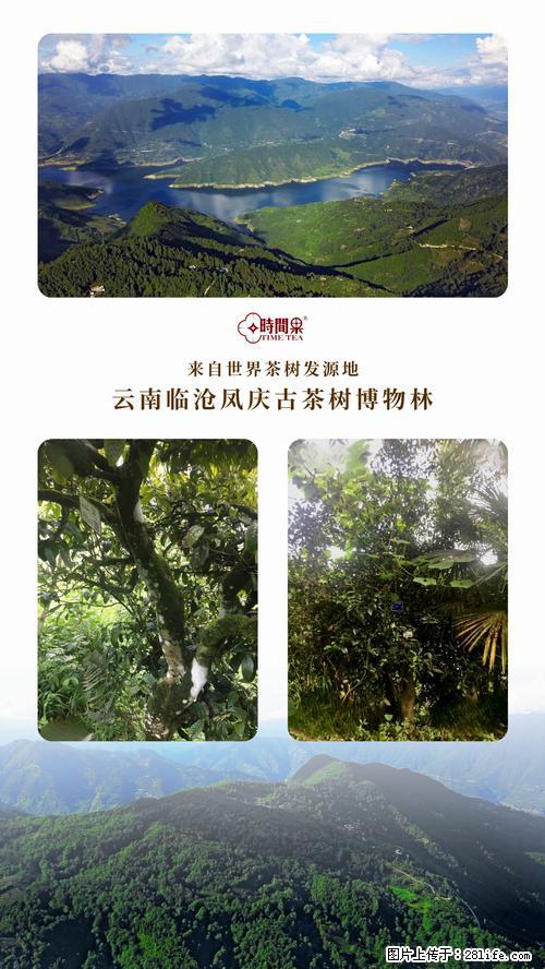 时间果百年古树2025年春红茶 - 购物交流 - 通辽生活社区 - 通辽28生活网 tongliao.28life.net