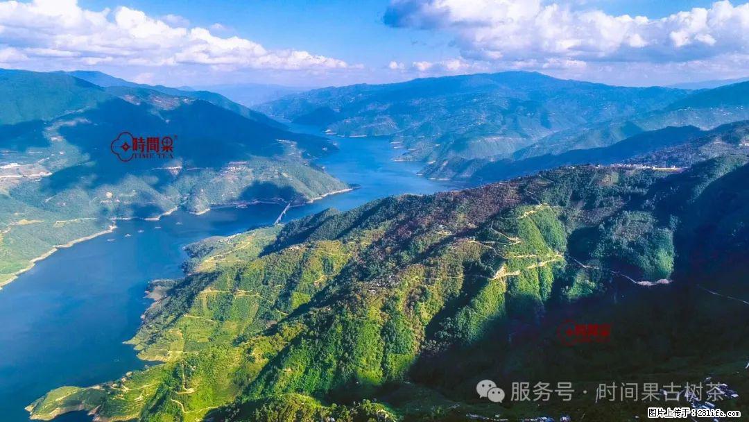 时间果百年古树龙珠普洱生茶 - 购物交流 - 通辽生活社区 - 通辽28生活网 tongliao.28life.net