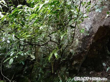 平乐石崖茶，珍贵仅次于金花茶 - 通辽生活资讯 - 通辽28生活网 tongliao.28life.net