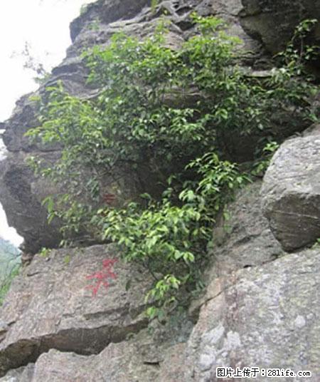 平乐石崖茶，珍贵仅次于金花茶 - 通辽生活资讯 - 通辽28生活网 tongliao.28life.net