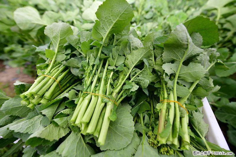 这些蔬菜是“天然钙片”，这6种被医生重点推荐 - 通辽生活资讯 - 通辽28生活网 tongliao.28life.net